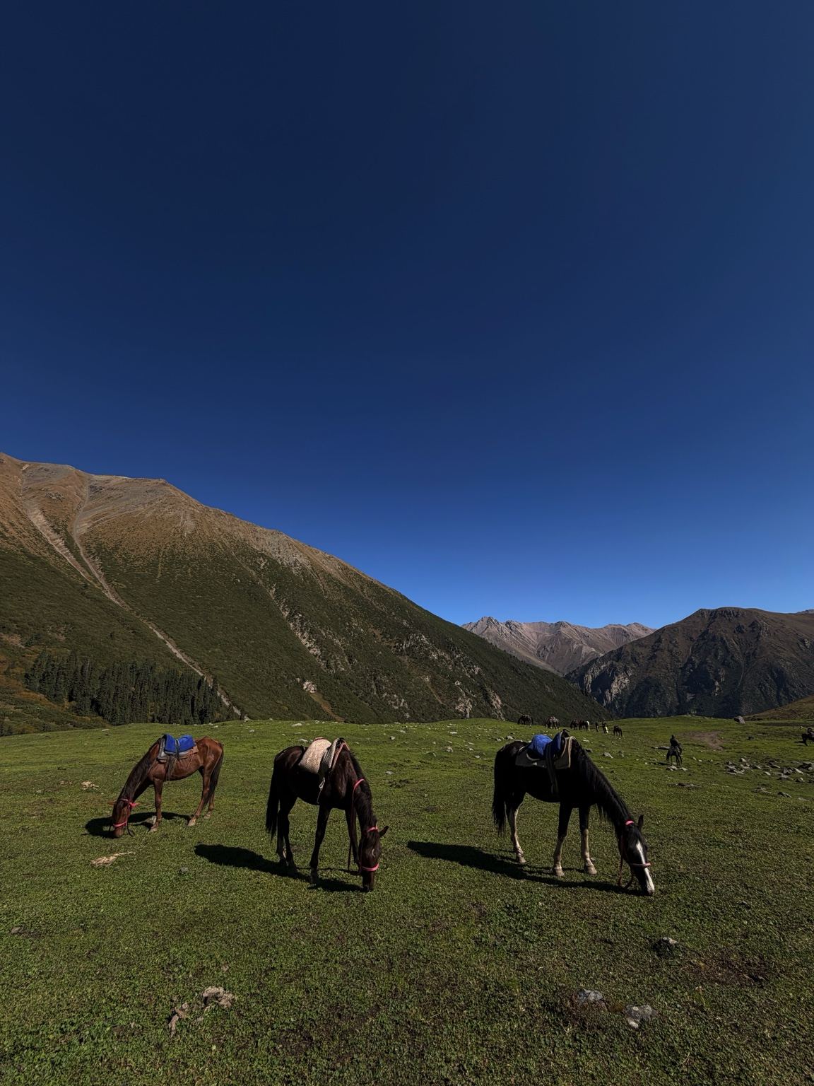 Drie gezadelde paarden grazen op een groene alpenweide met bergtoppen op de achtergrond